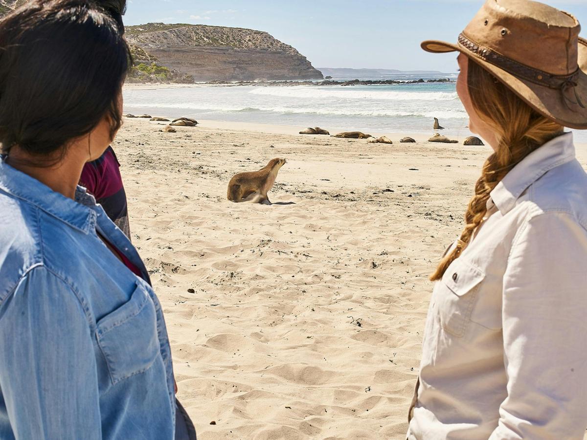 Seal Bay Beach Experience