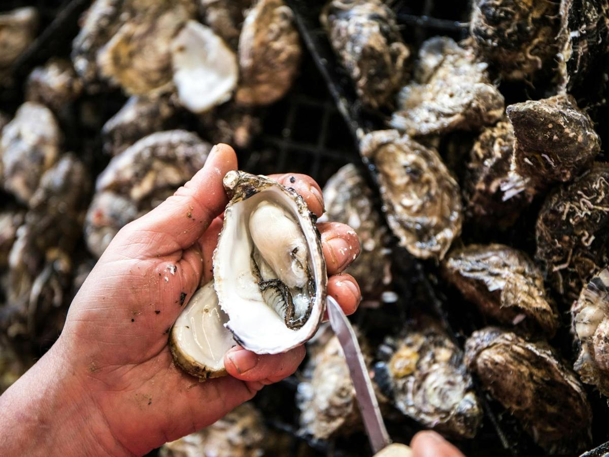 A Taste of Kangaroo Island
