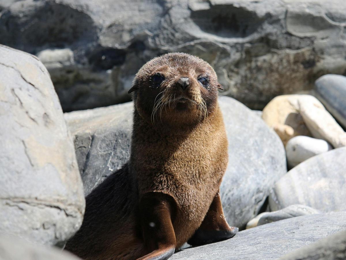 Kangaroo Island Iconic Sights and Wildlife