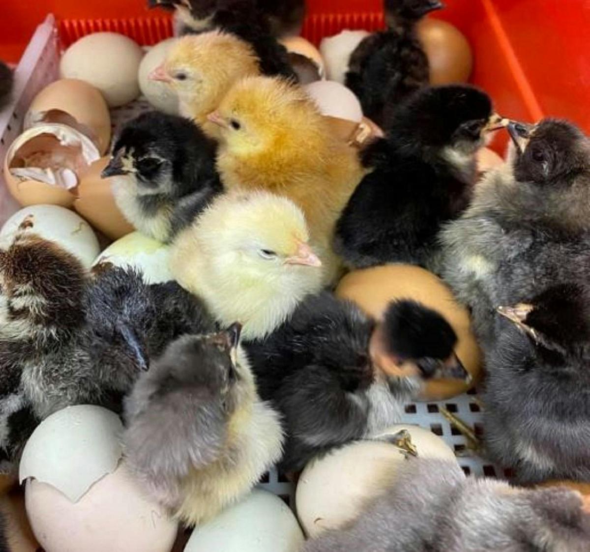 Chicks Hatching