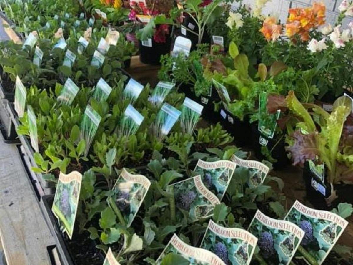 Plants and Seedlings