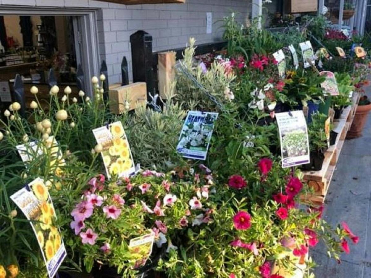 Plants and Seedlings
