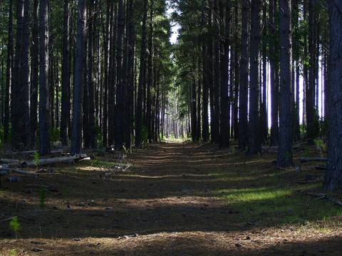 Kuitpo Forest