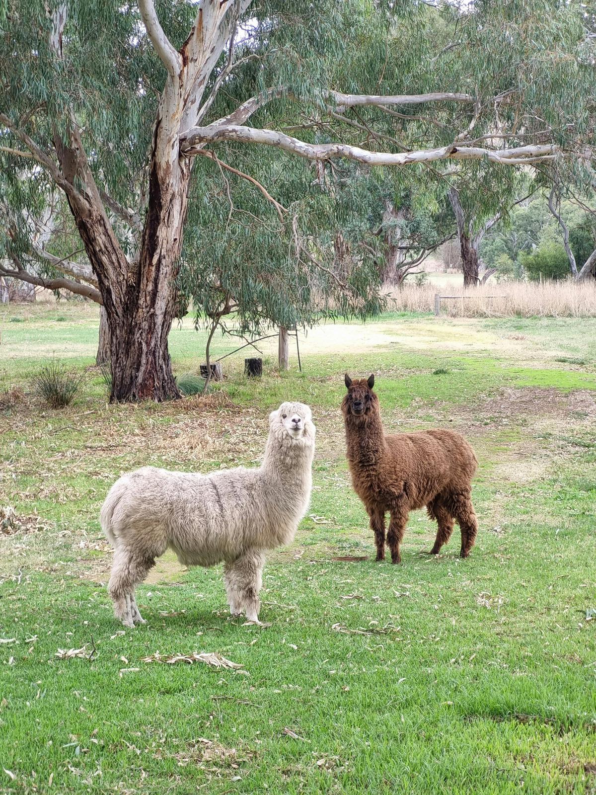 local residents