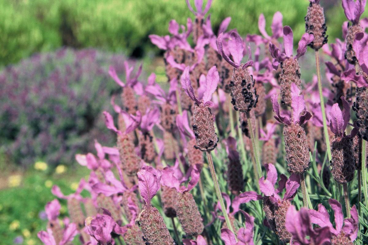 Beautiful Spring colour