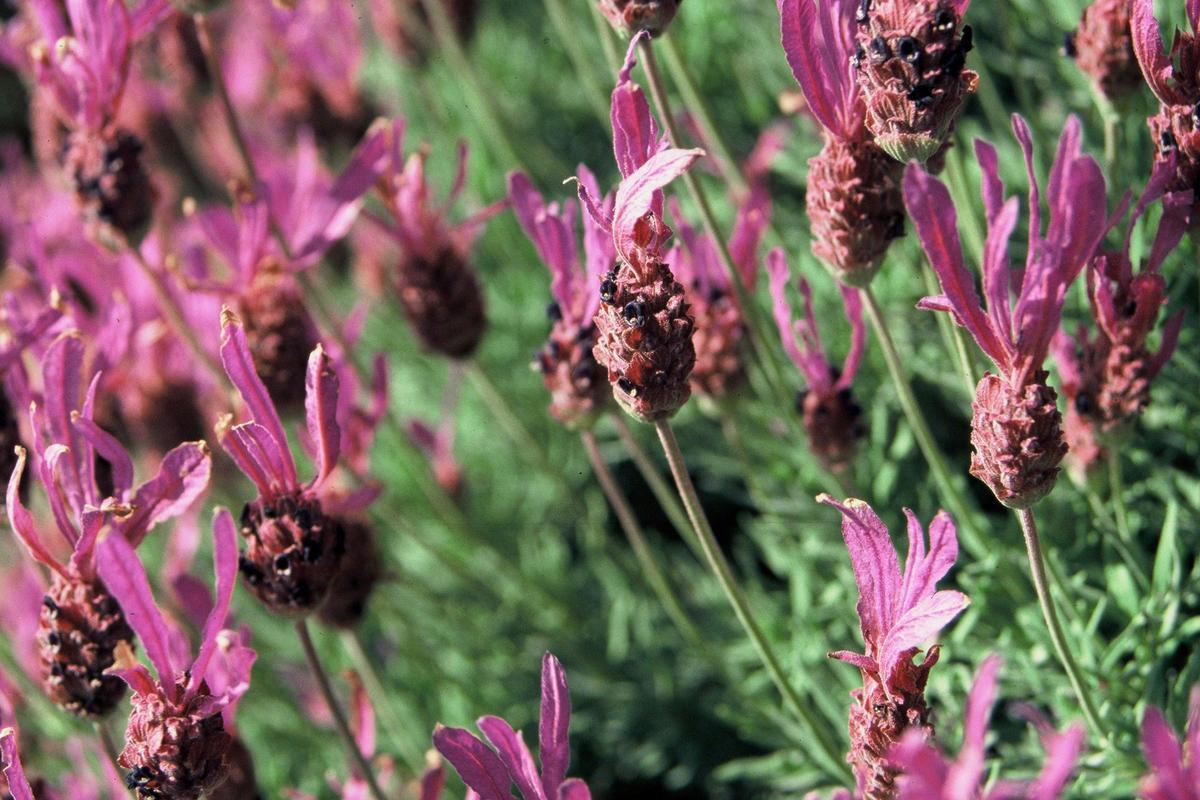 A wonderful variety of Lavender types