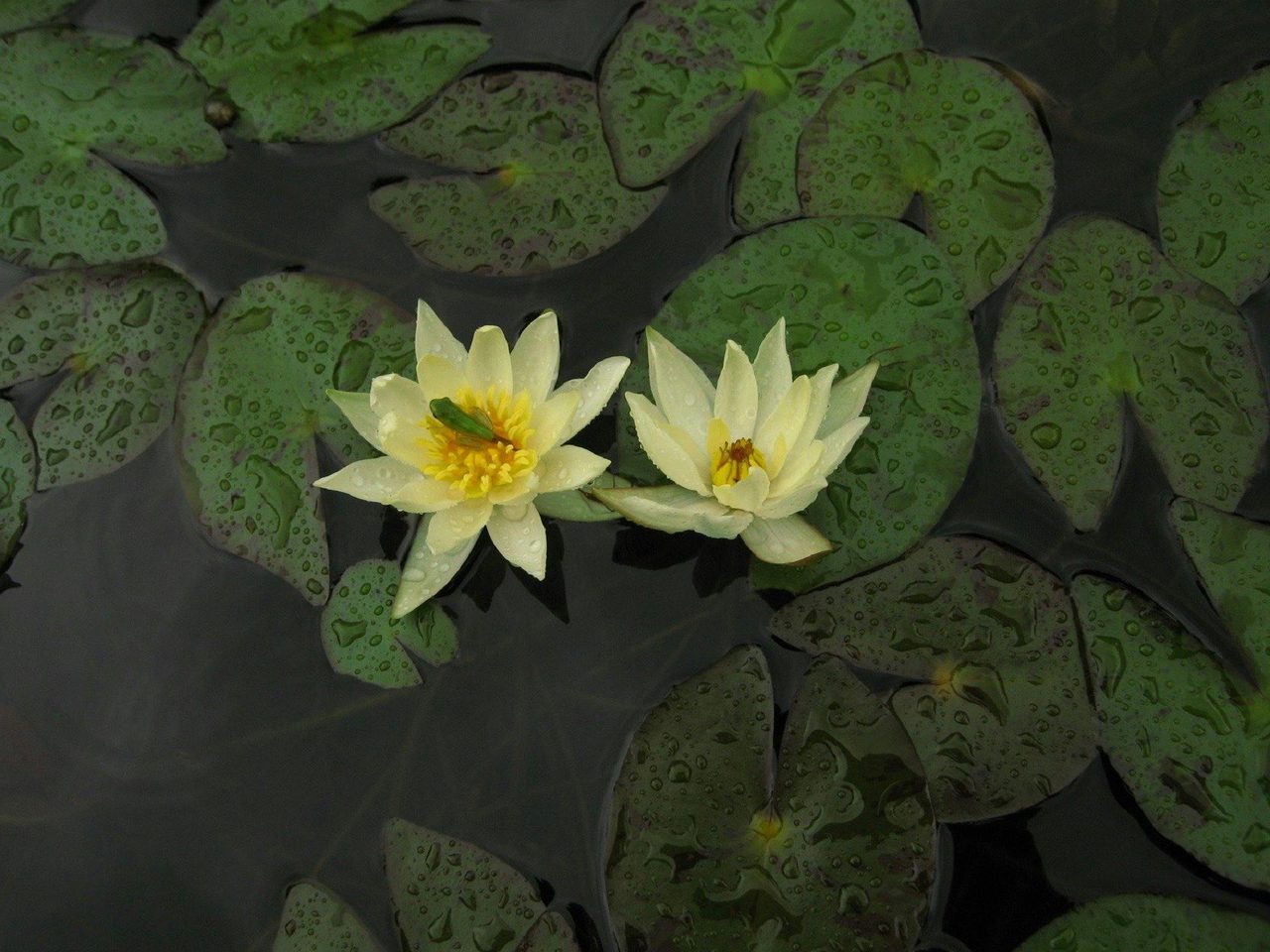 Water garden