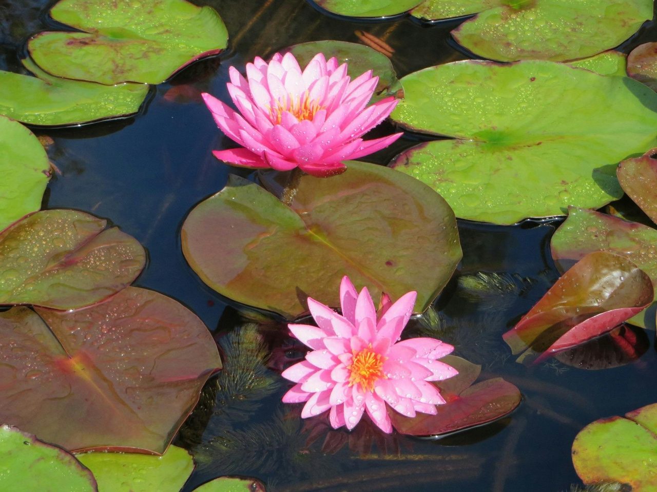 Wallis Creek Water Garden