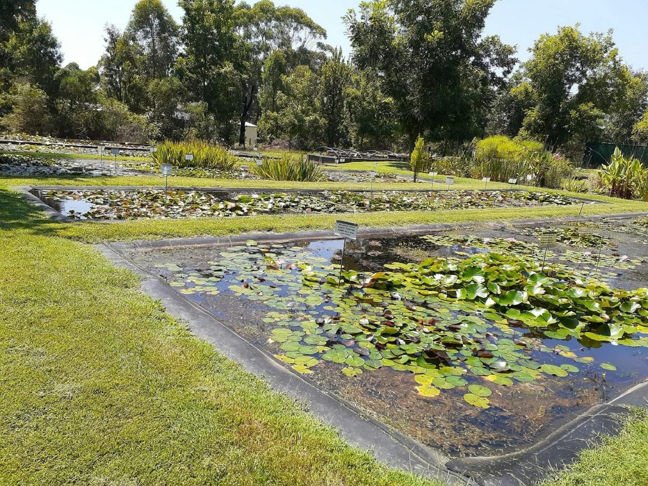 Part of our water garden