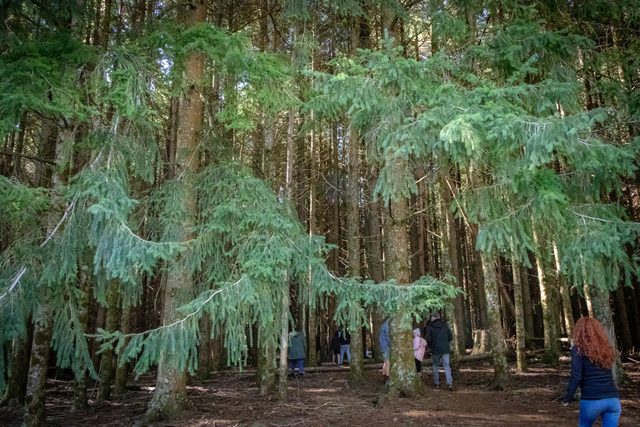 The Firs, Stewarts Brook State Forest