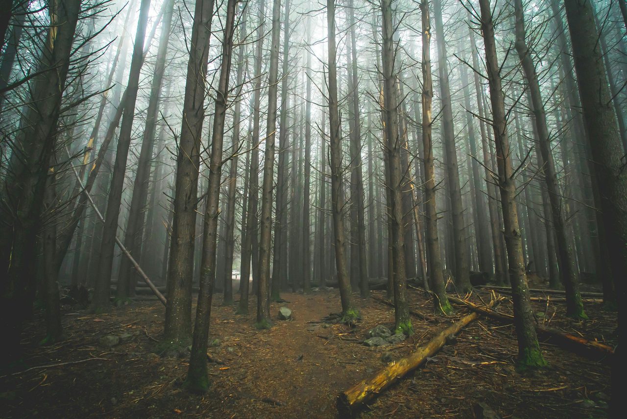 The Firs