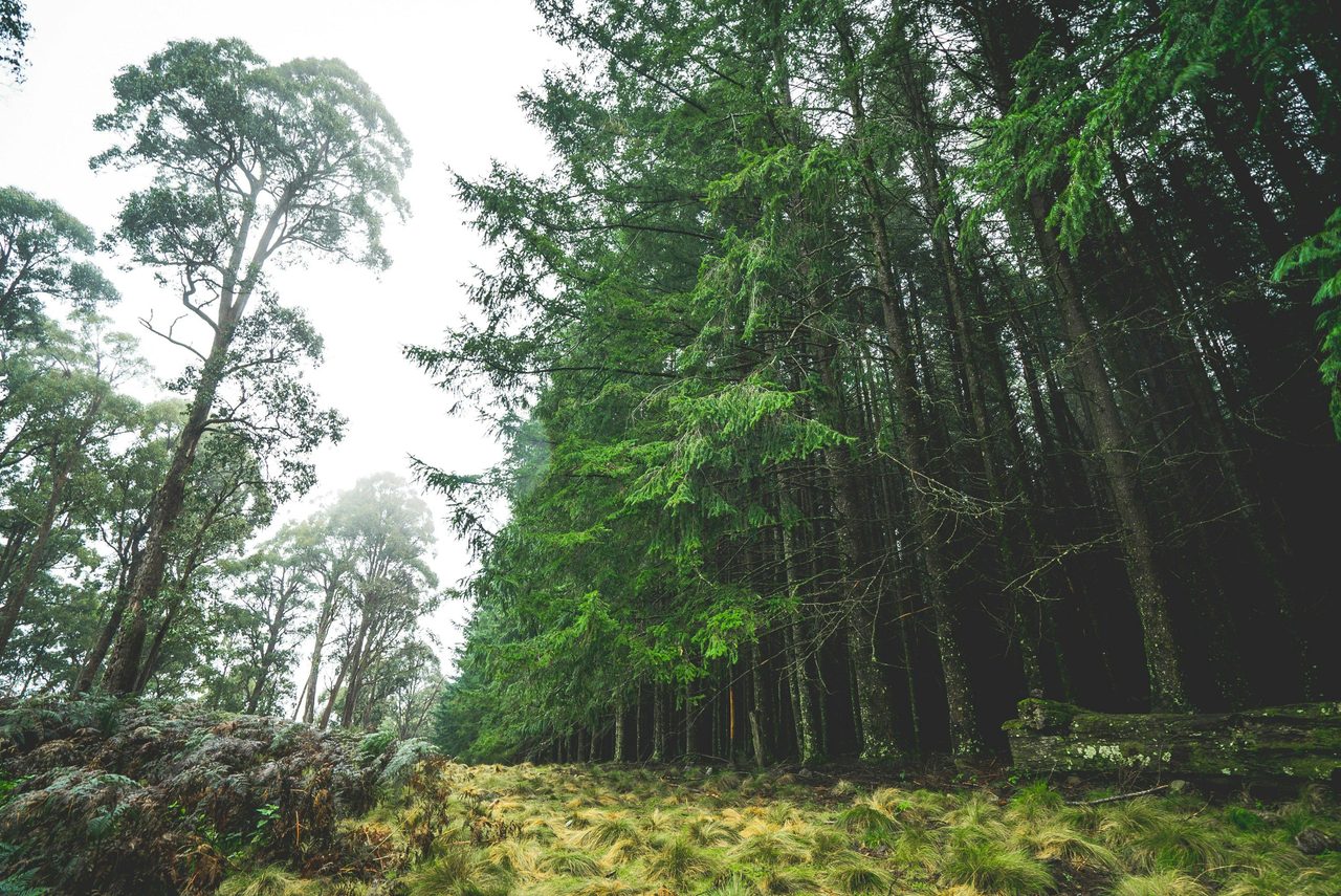 The edge of The Firs