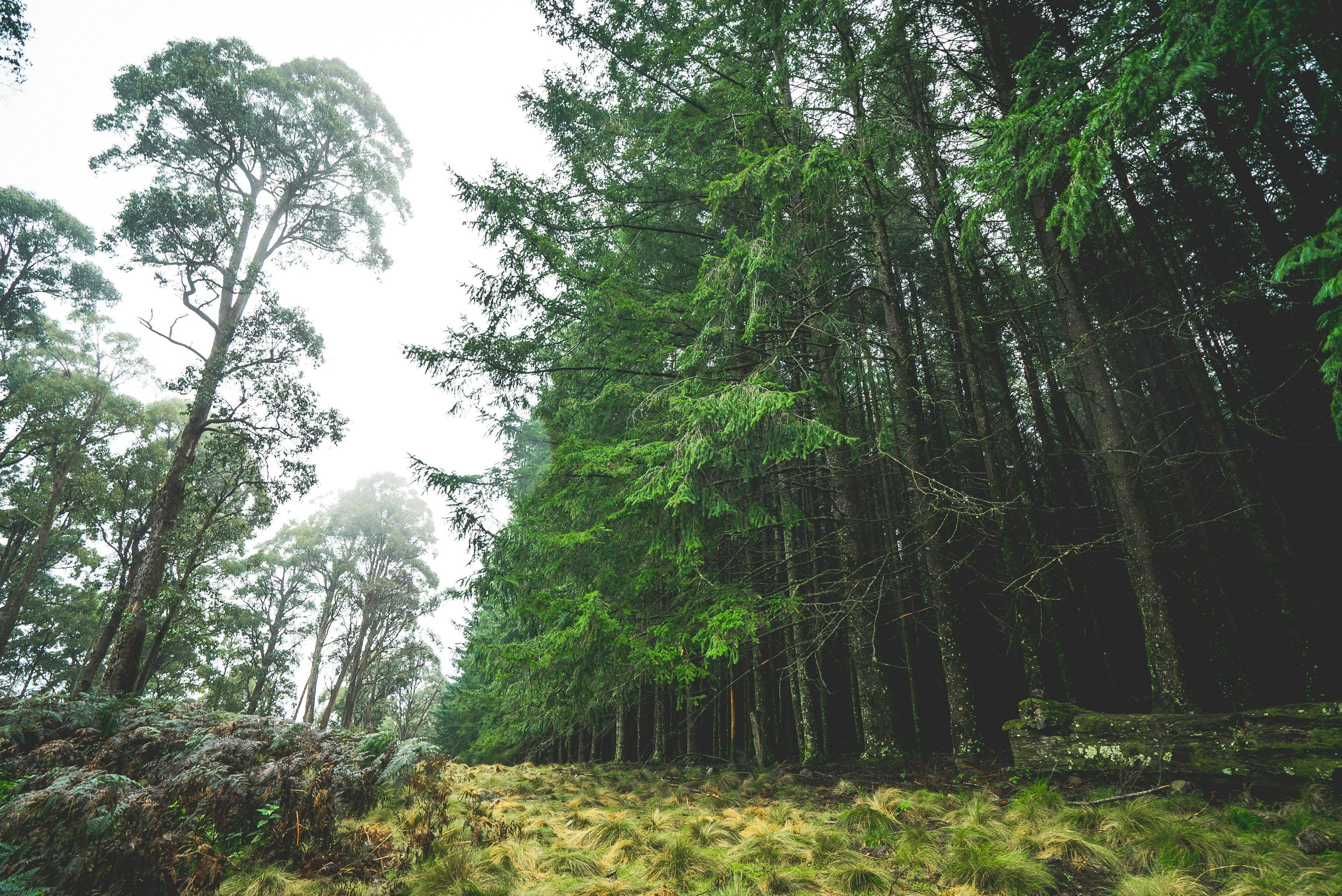 The edge of The Firs