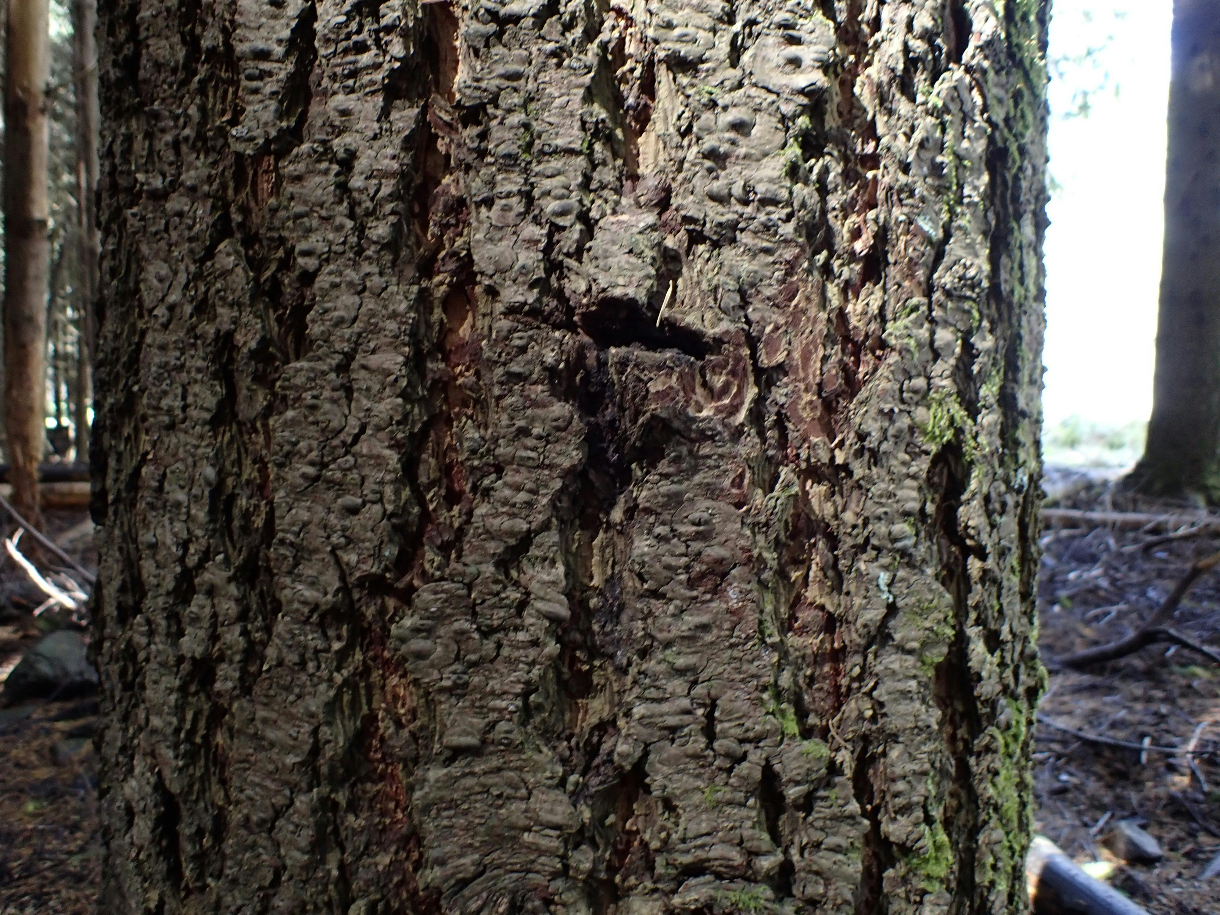 Pine tree trunk, The Firs, STewarts Brook State Forest