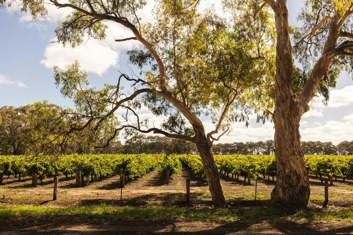 Vineyards in Langhorne Creek