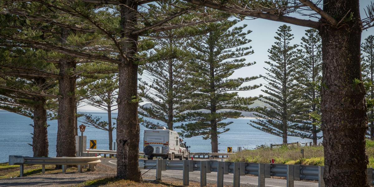 Lady Bay Beach through pine trees
