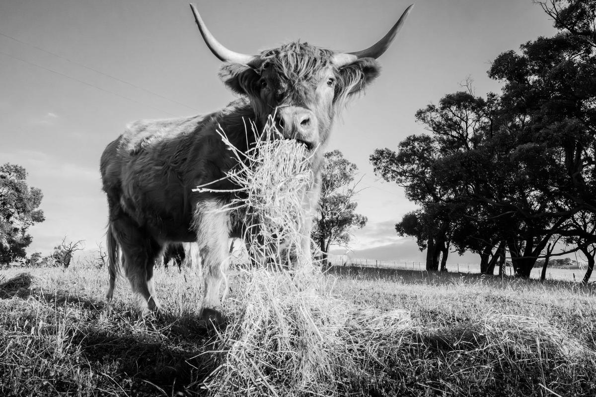 Come pat, feed, brush, cuddle and scratch Highland Cows!