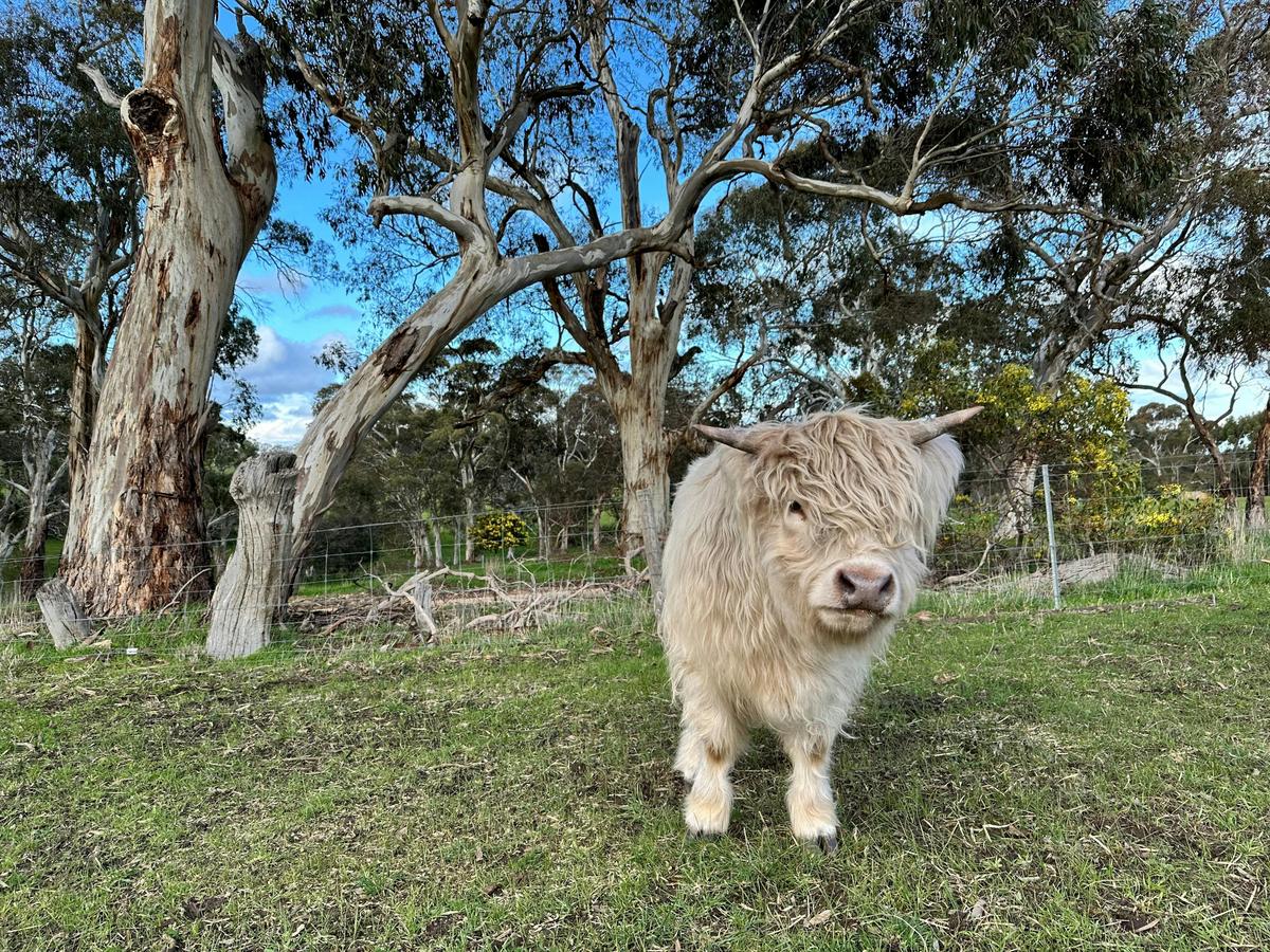 Come create unforgettable moments in the Adelaide Hills with Highland Cows