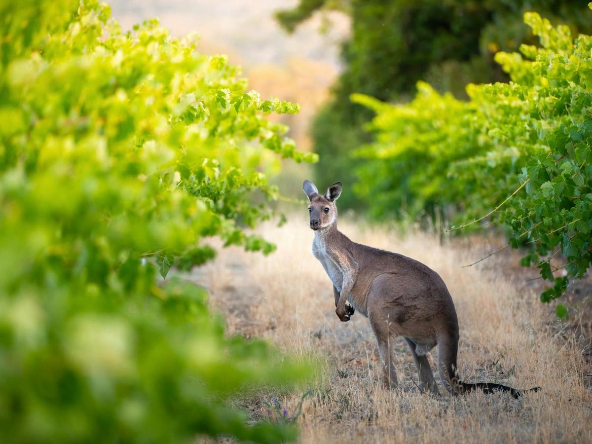 Winery Heritage Tour and Premium Wines Tasting