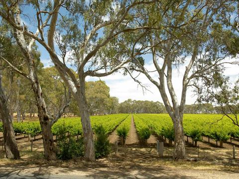 Langhorne Creek Wine Region