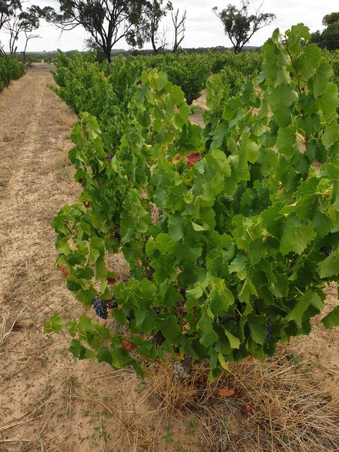Kurtz Family Vineyards