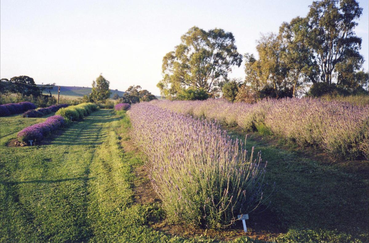 Lyndoch Lavender Farm & Cafe Self-Guided Tours