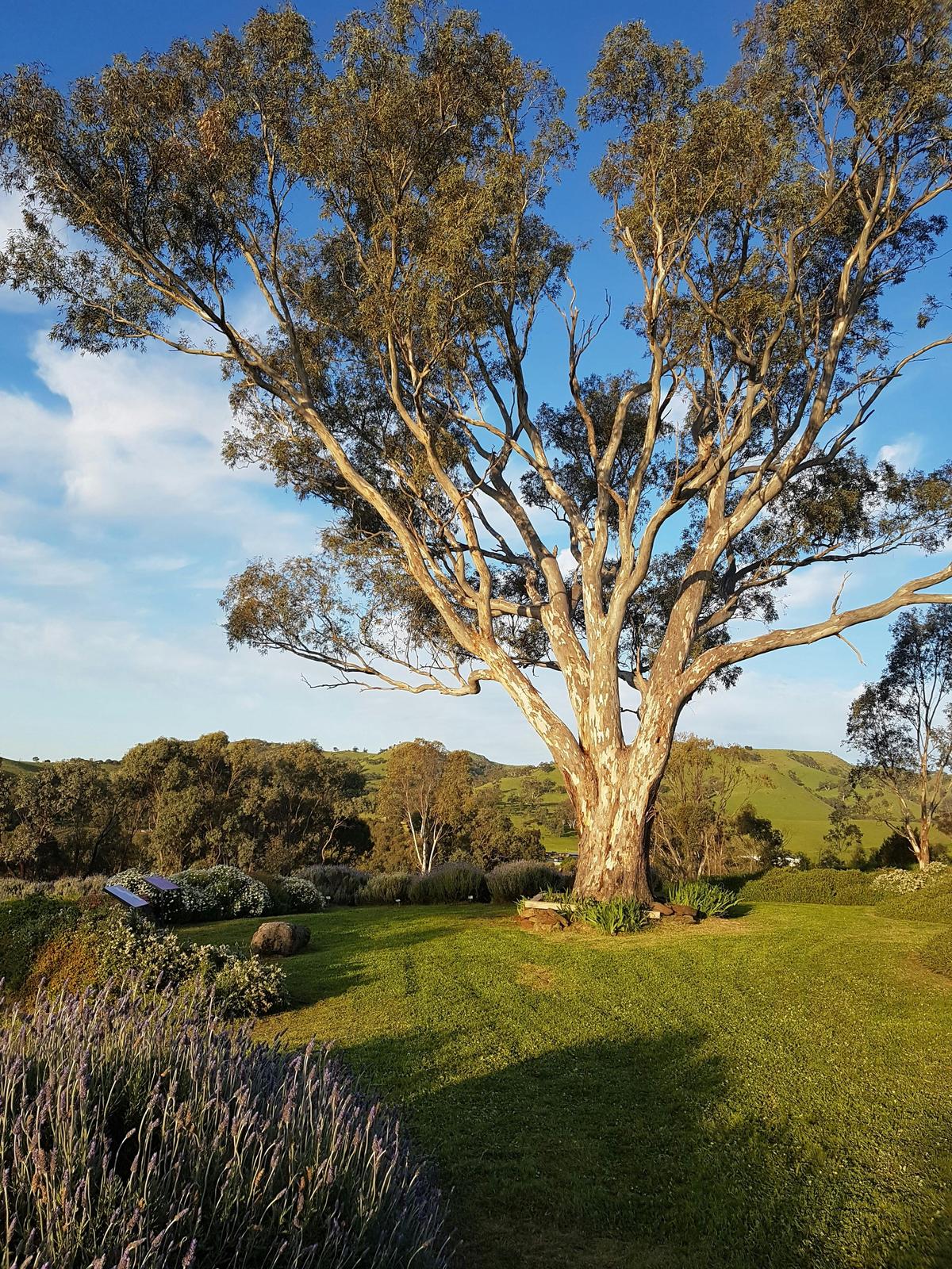 Self-Guided Tour with Morning/Afternoon Tea