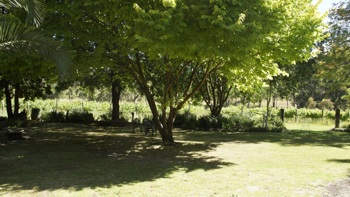 Garden surrounded by vines near the cellar door