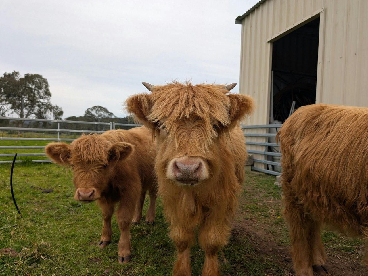 Highland cows and calves The Giving Farm