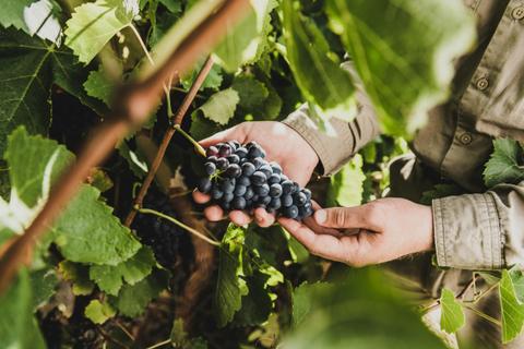 Mollydooker Wines