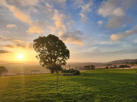 Lush Pastures