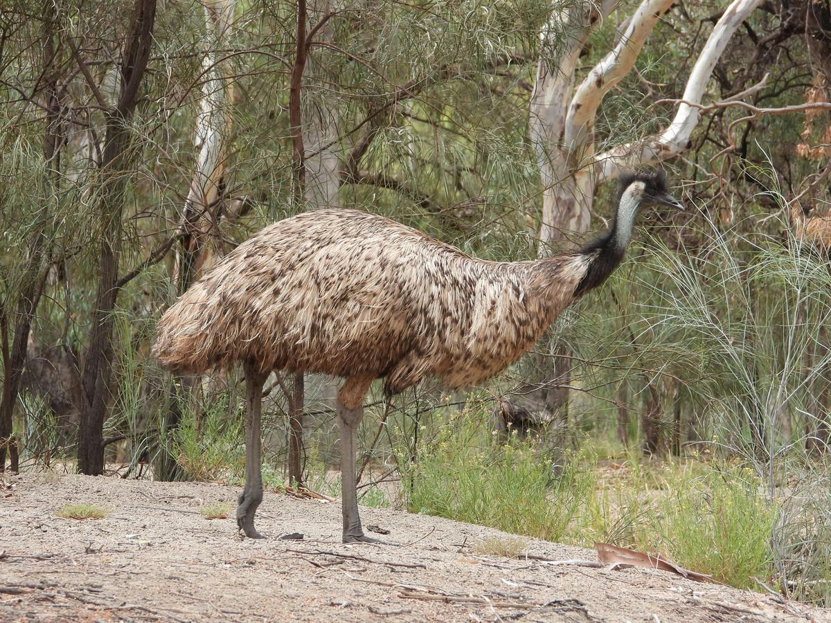 emu walking along bank