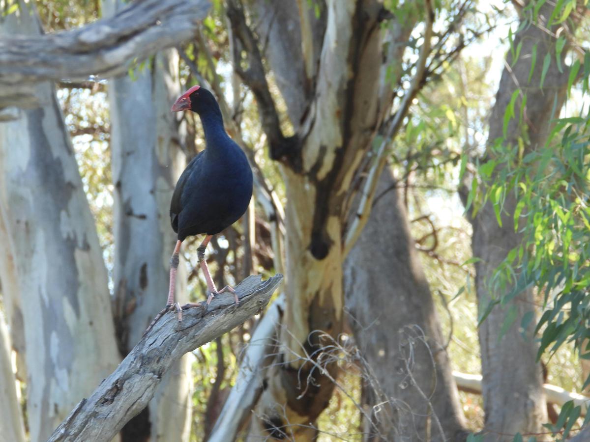 Swamp hen