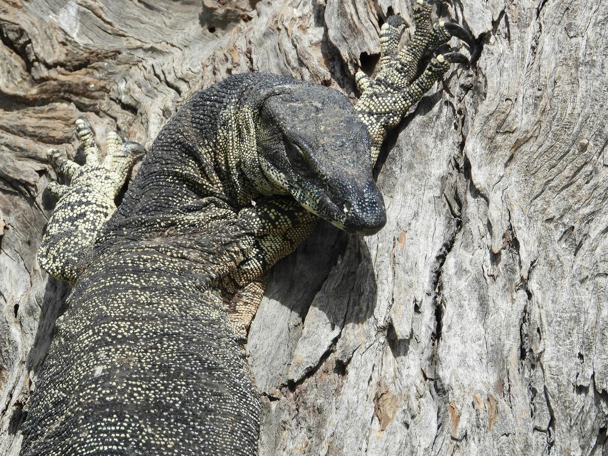 summer Lace monitors