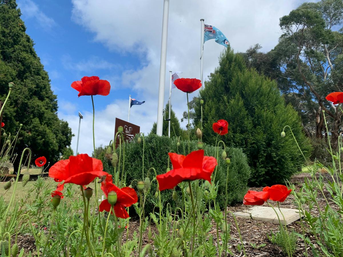 Poppy Garden