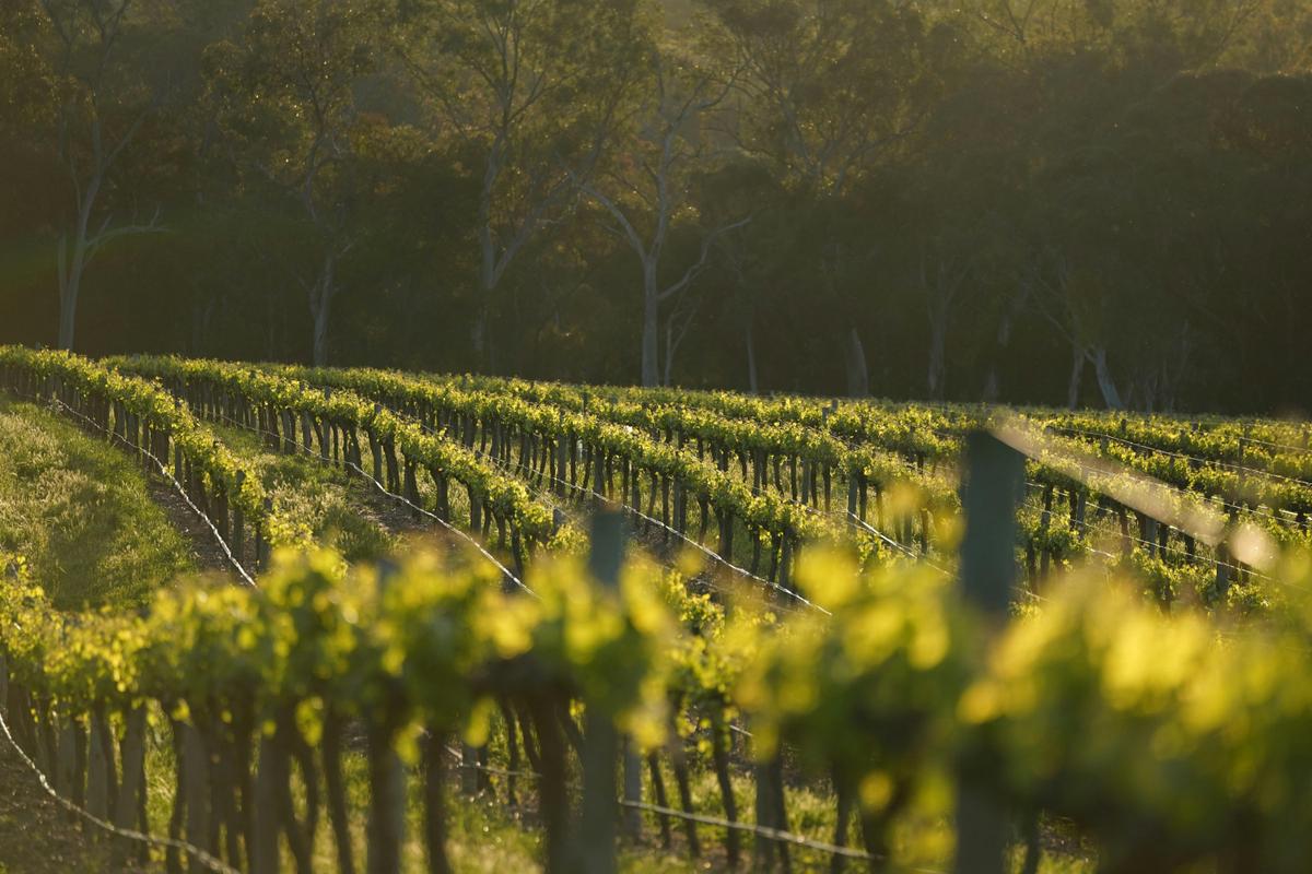 Vibrant vineyard rows in Barossa Valley with misty hills and gum trees in the background.