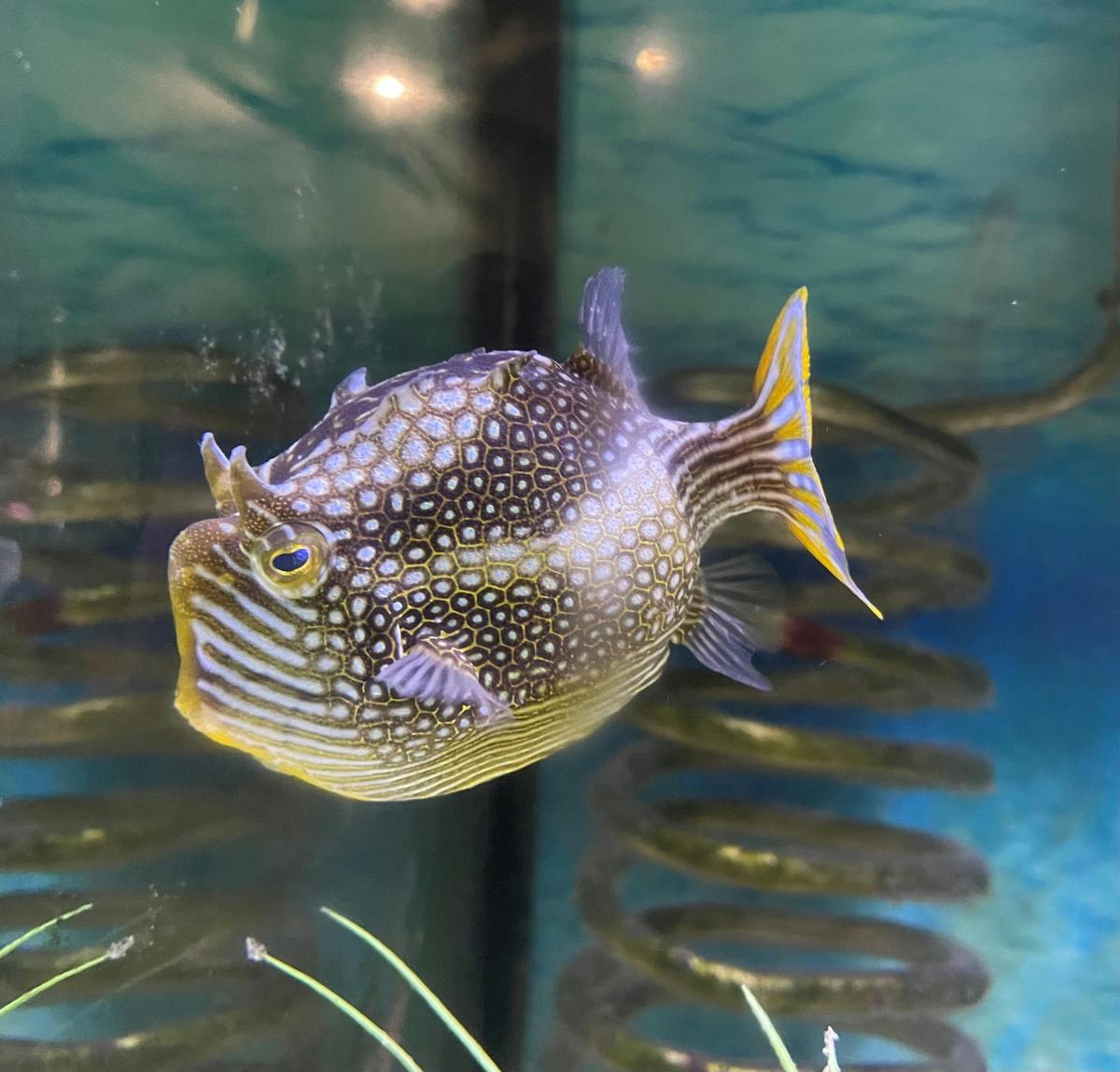 Ornate Cowfish