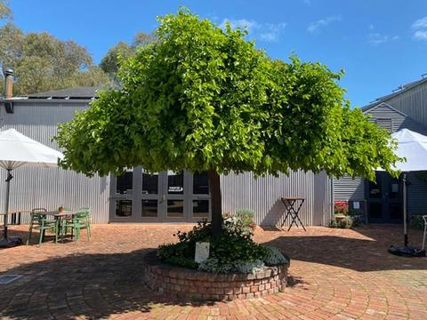 McLaren Vale Cellar Door Tree Trail