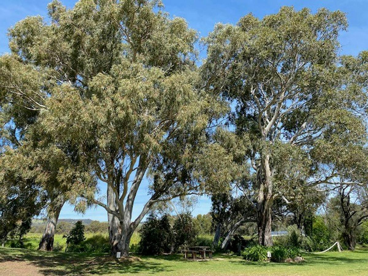 Gum Tree on Shottesbrooke Tree Trail