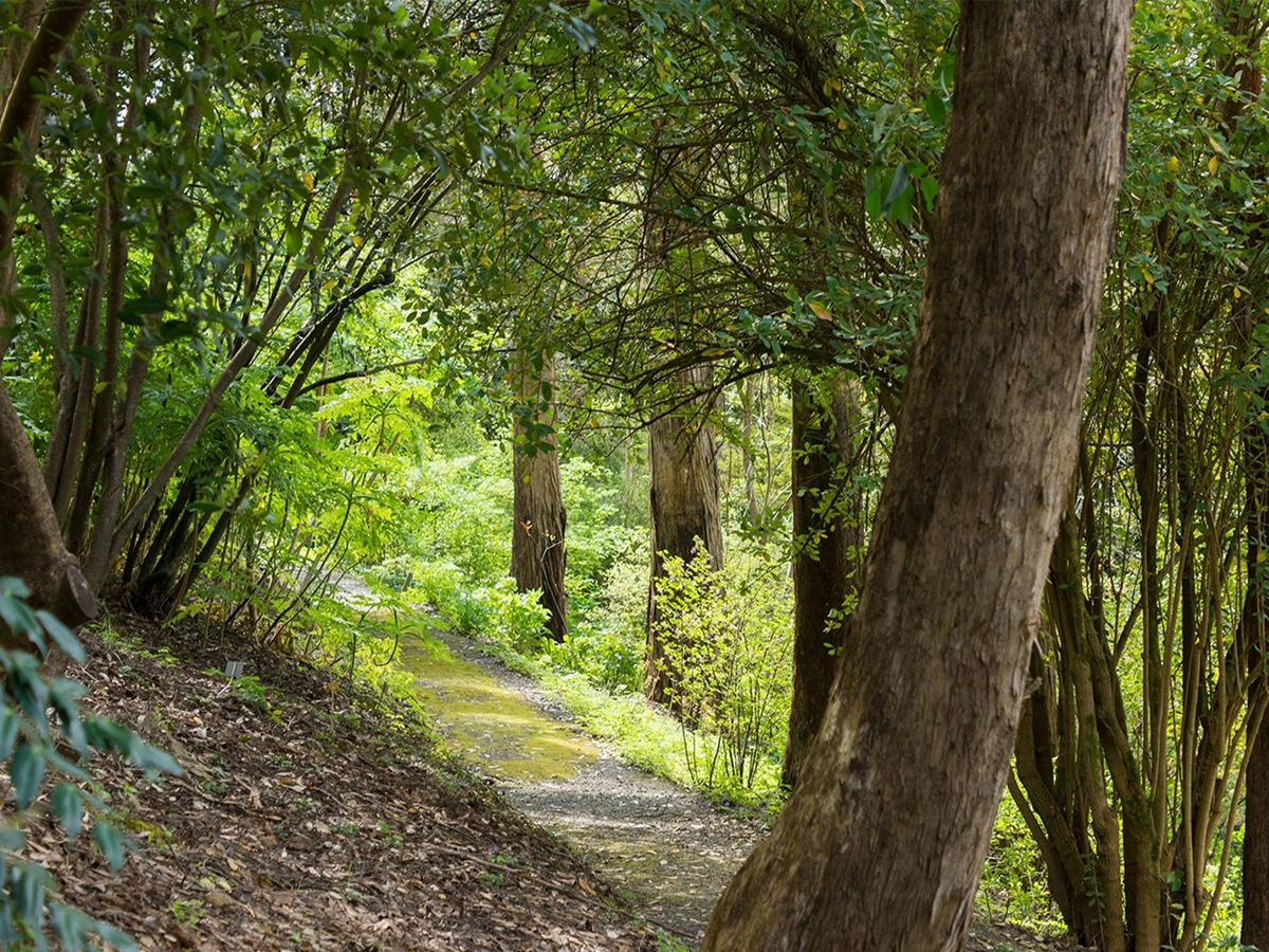 The Woodland Trek at Mount Lofty Botanic Garden features shade and tranquillity.