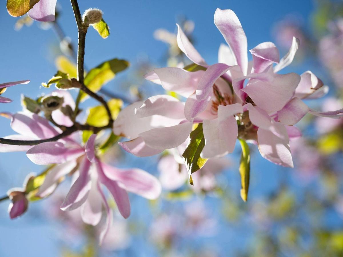 Magnolias bloom in August