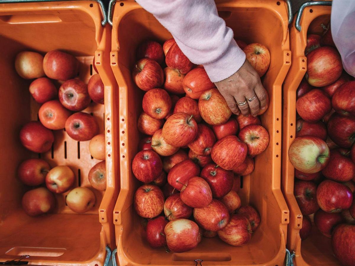 Apples
