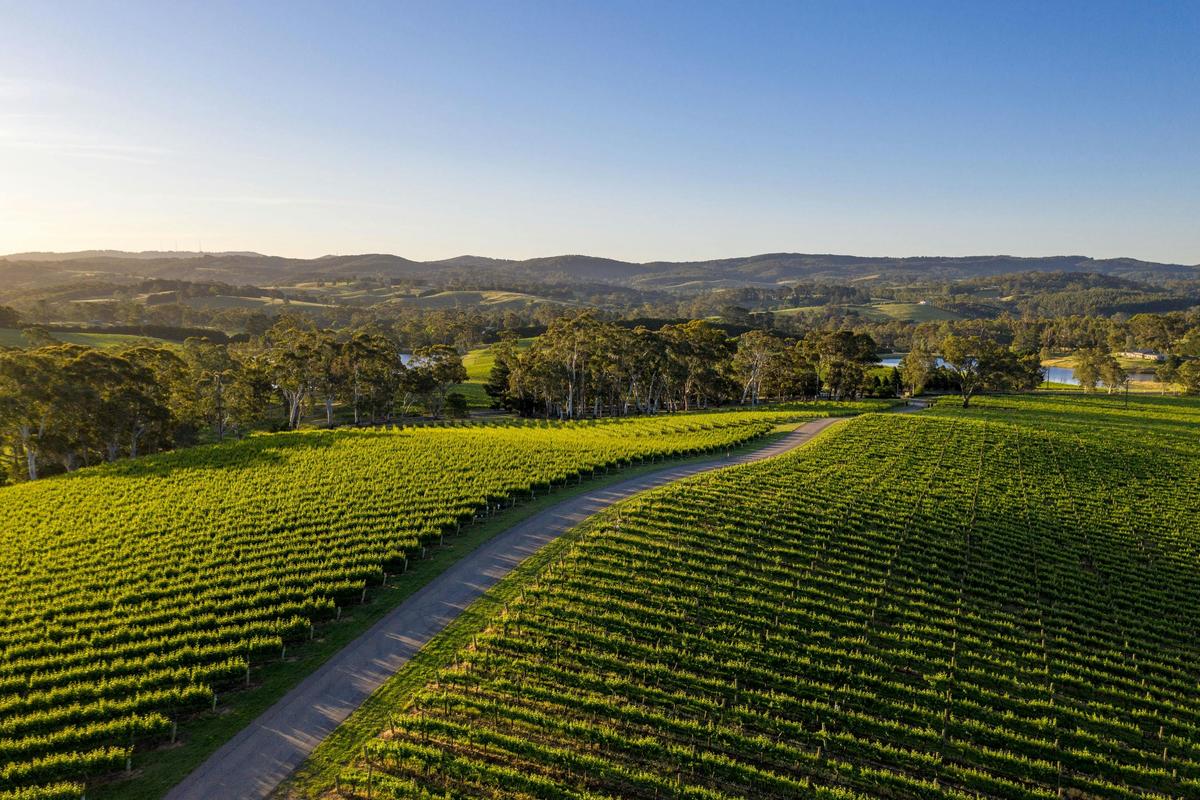 Nepenthe Wines Beautiful Driveway through our vineyards