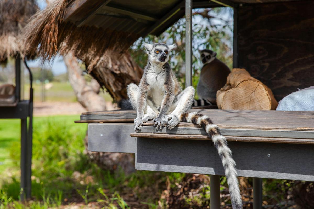 Land of the Lemurs