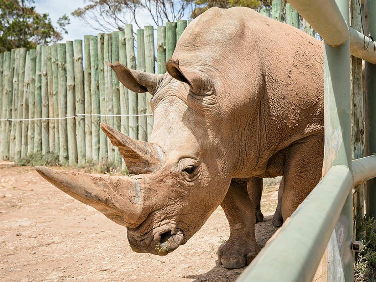 Meet the Rhinos