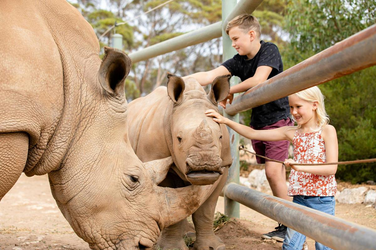 Meet the Rhino