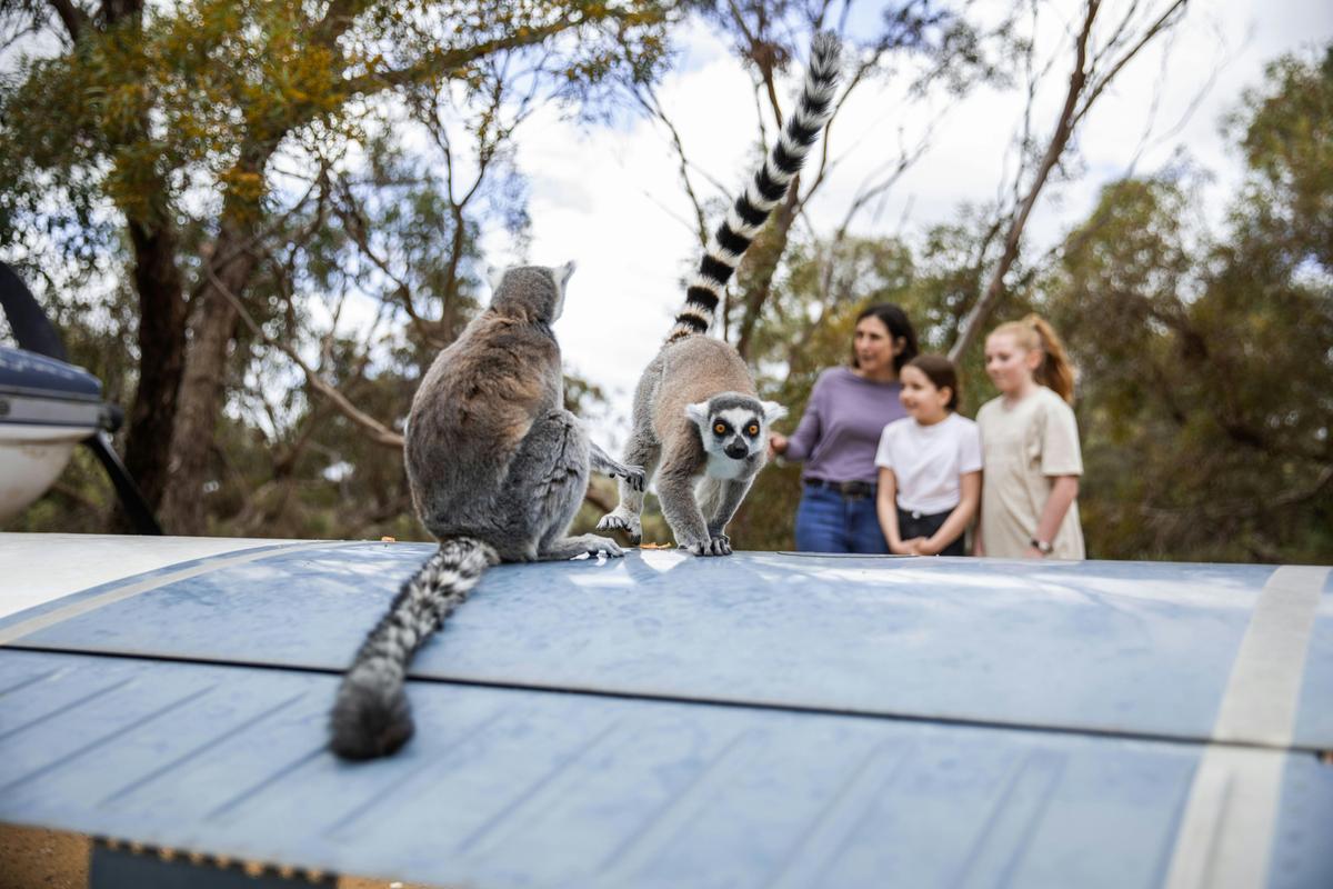 Land of the Lemurs