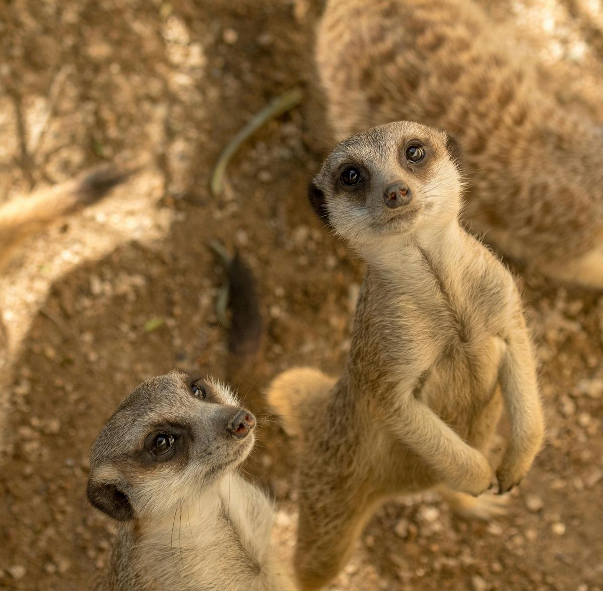 Meerkat Mingle