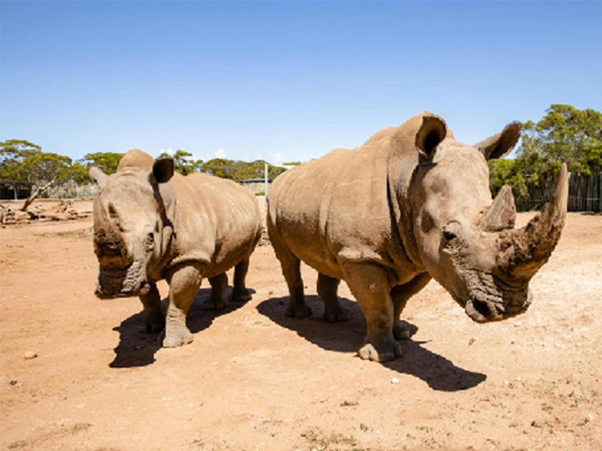 Meet the Rhinos