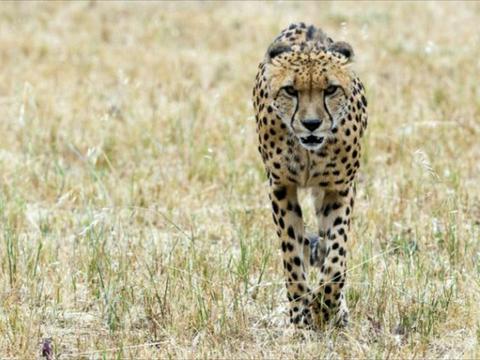 Cheetah Experience